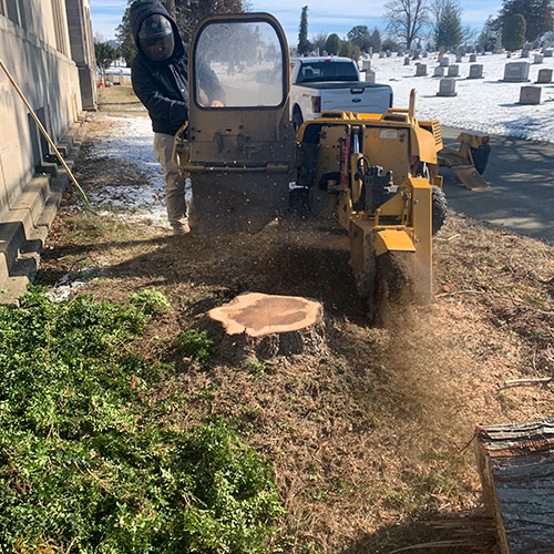 Stump Removal